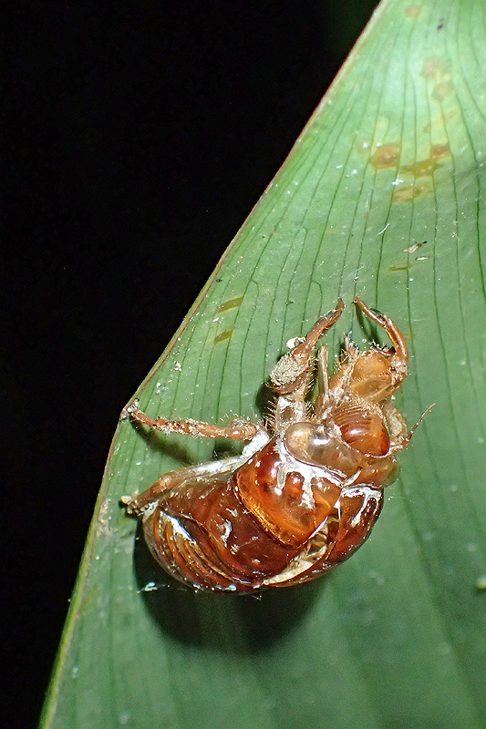 A proximité de [q]La Fortuna[q]