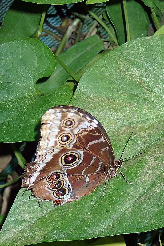 Jardin des papillons de Monteverde