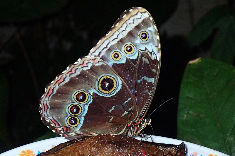 Jardin des papillons de Monteverde