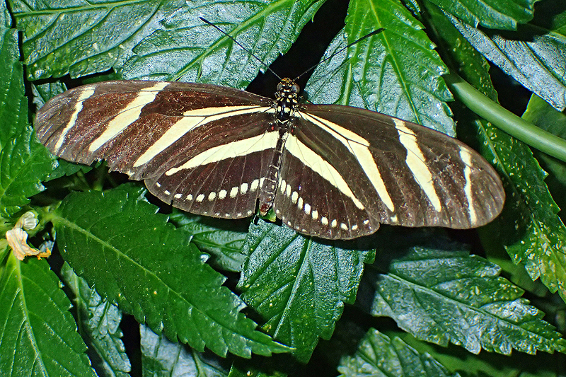 Jardin des papillons de Monteverde