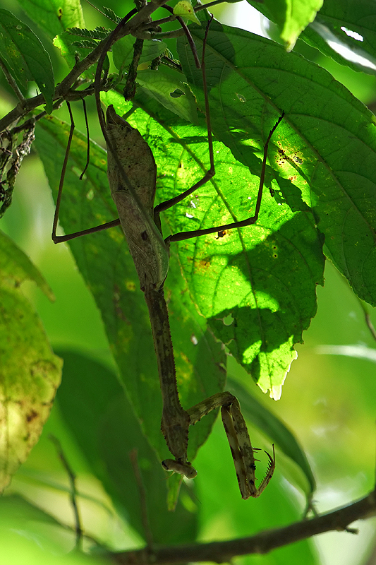 Réserve (parc) de Mistico