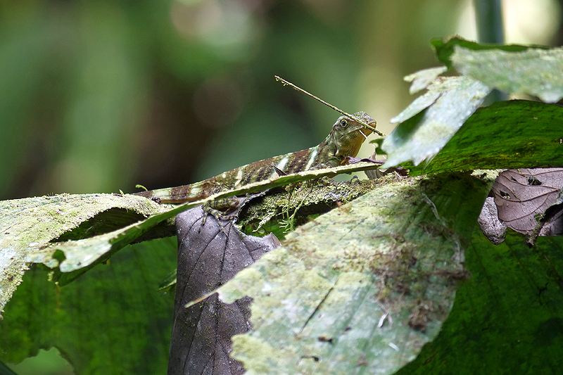 Réserve (parc) de Mistico