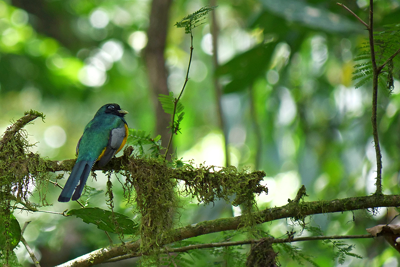 Réserve (parc) de Mistico