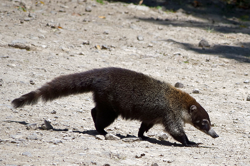 Réserve de [q]Curi Cancha[q]