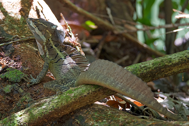 Parc national [q]Manuel Antonio[q]