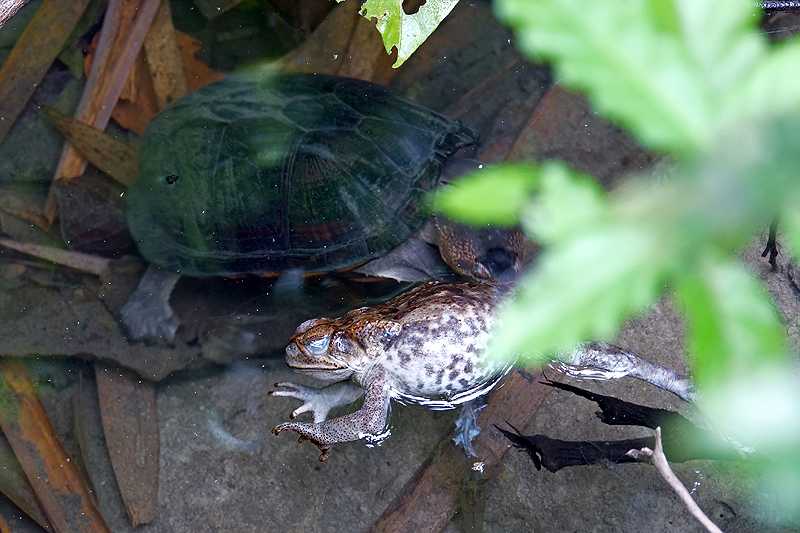 Parc national [q]Manuel Antonio[q]