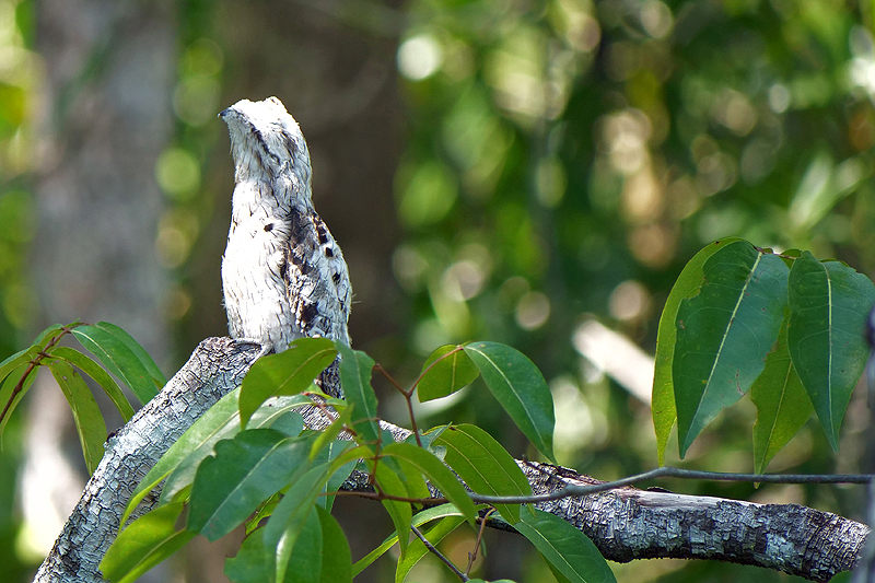 Mangrove de Sierpe
