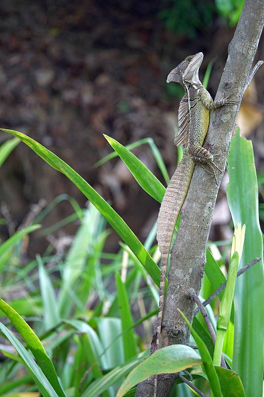 Mangrove de Sierpe