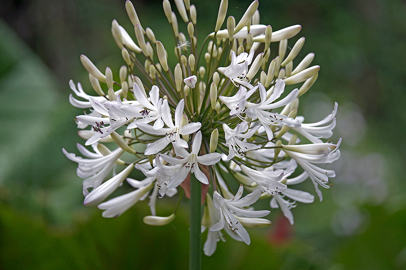 Environs de [q]San Gerardo de Dota[q]