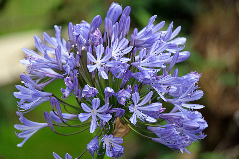 Environs de [q]San Gerardo de Dota[q]