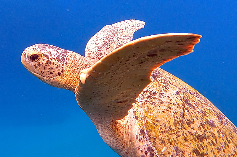 [q]Isla del Caño[q]