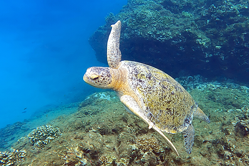 [q]Isla del Caño[q]