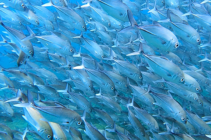 [q]Isla del Caño[q]