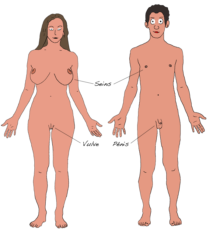 Dessin anatomie