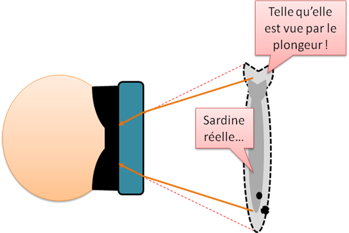La taille de la sardine !