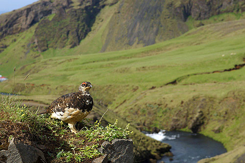Photo Islande