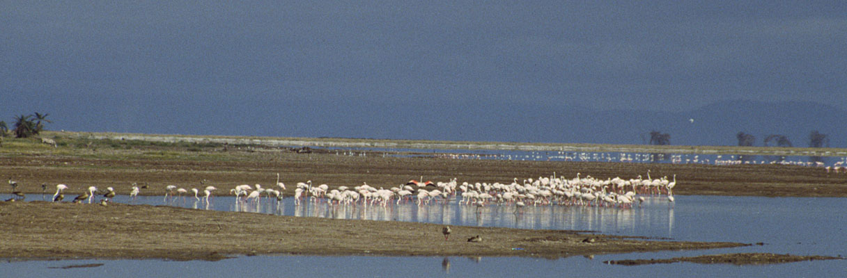 Photo panoramique des flamants roses sur la Lac Amboseli
