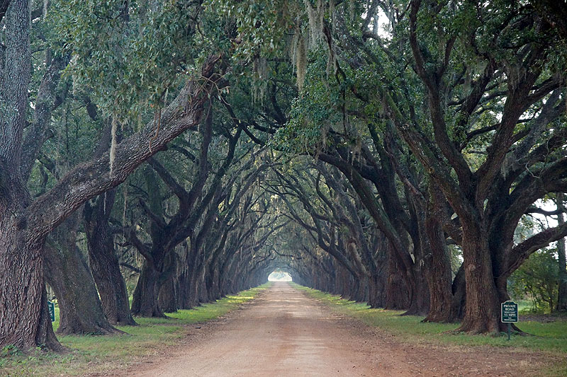 [q]Evergreen plantation[q]
