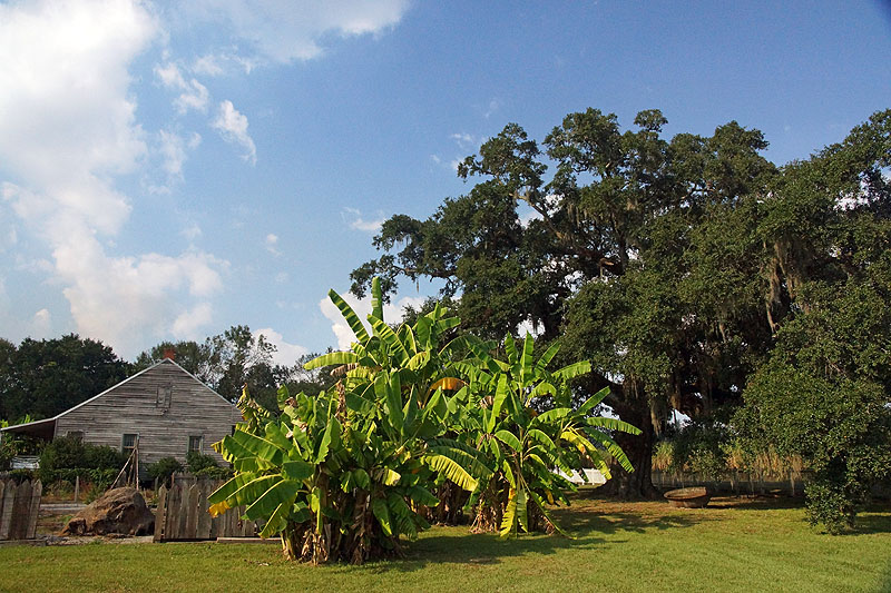 [q]Evergreen plantation[q]