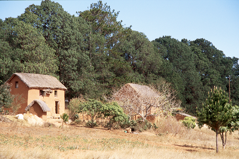 Antongona