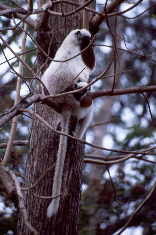 Ankarafantsika