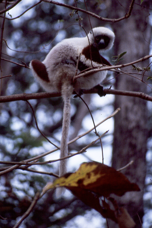 Ankarafantsika