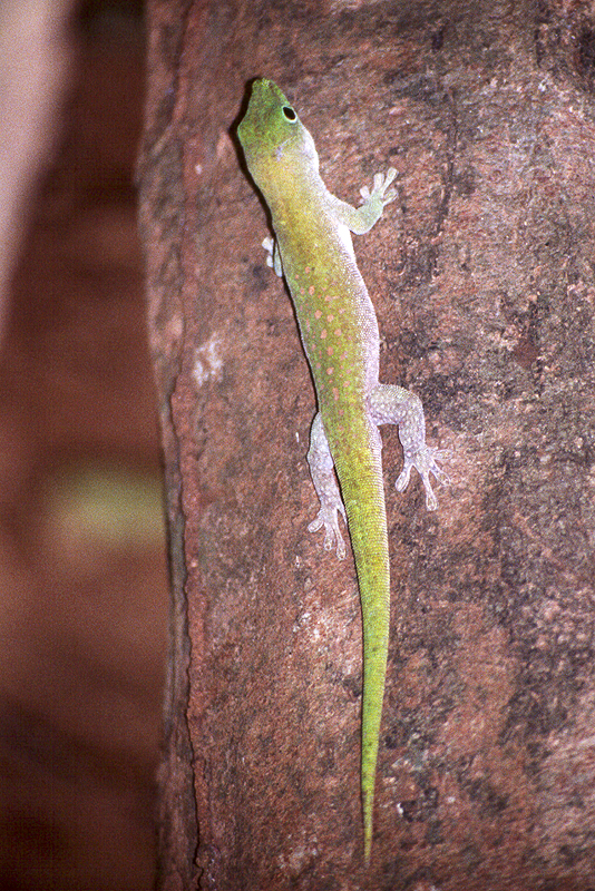 Ankarafantsika