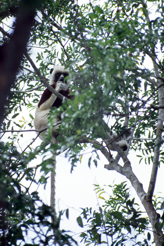 Ankarafantsika