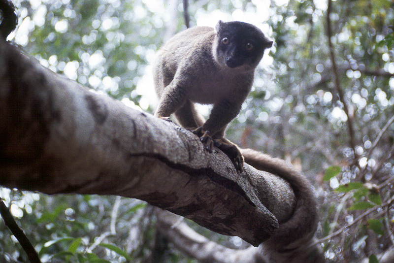 Ankarafantsika