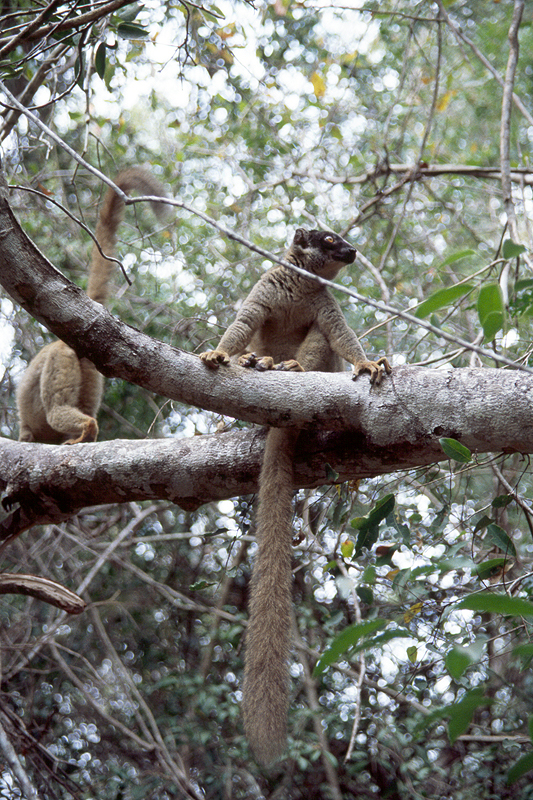Ankarafantsika