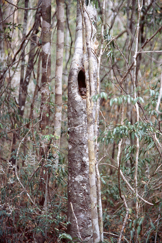 Ankarafantsika
