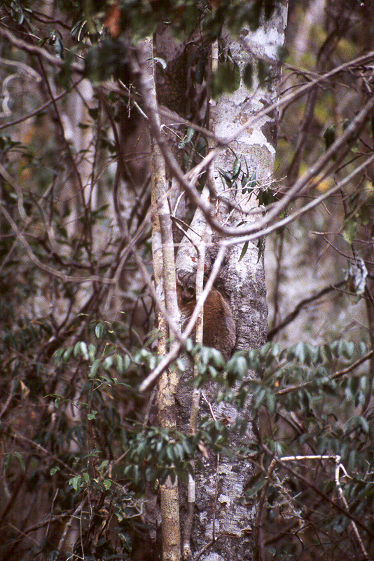 Ankarafantsika
