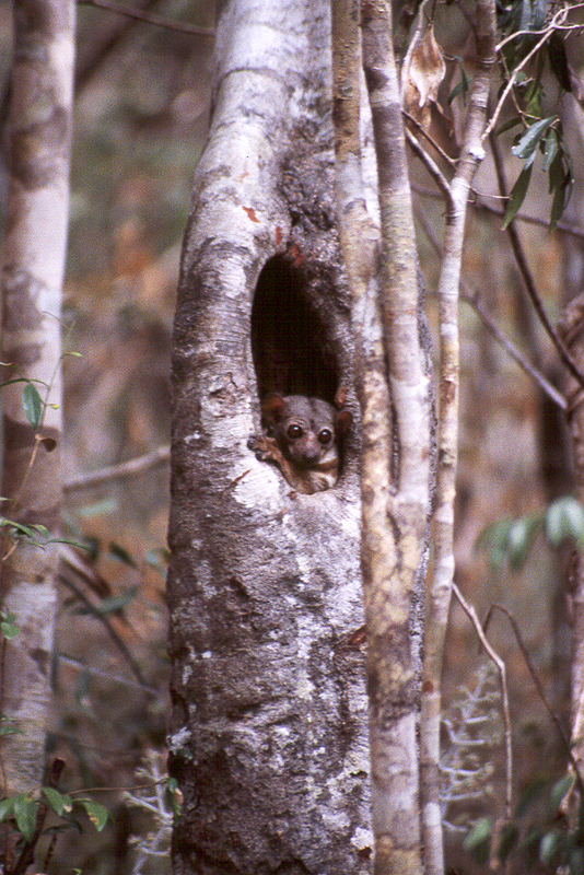 Ankarafantsika