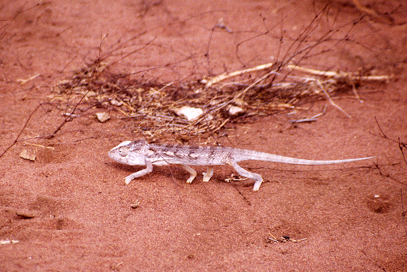 Ankarafantsika