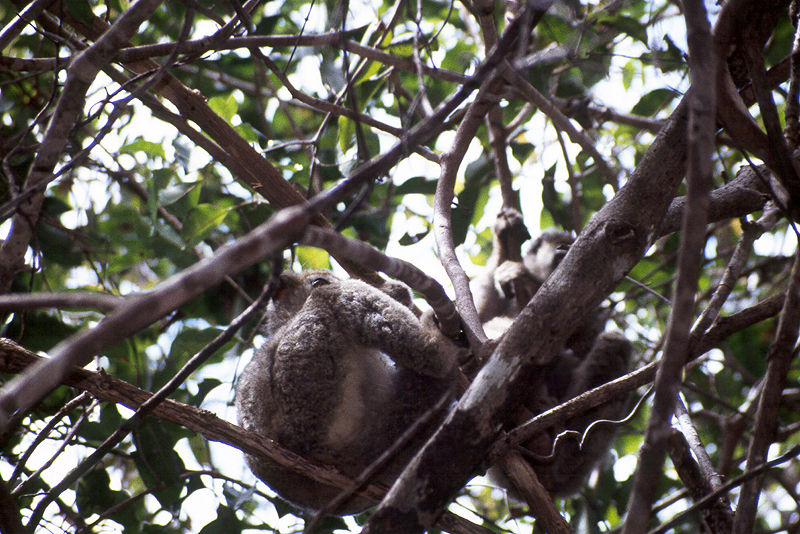 Ankarafantsika