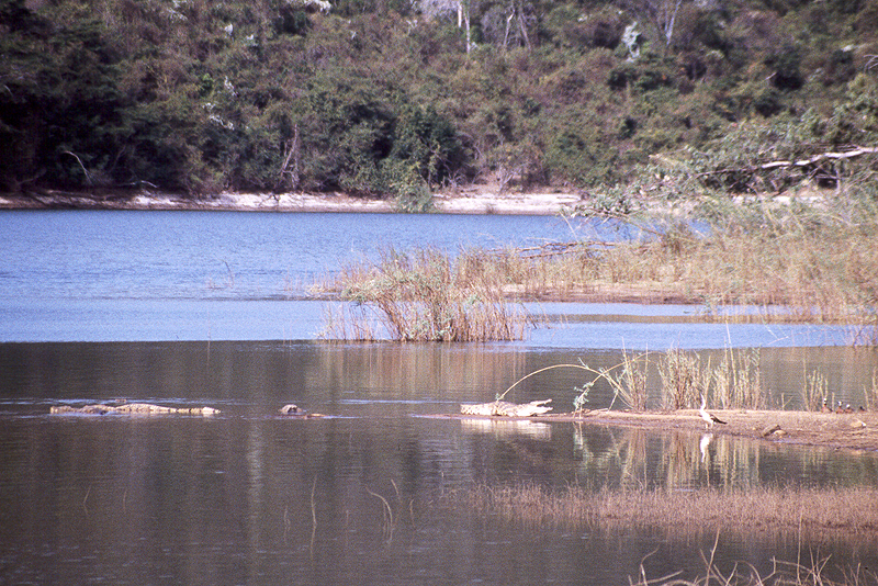 Ankarafantsika