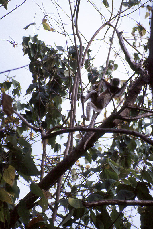 Ankarafantsika