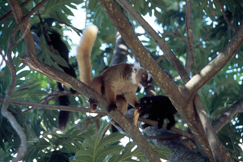 Nosy Komba