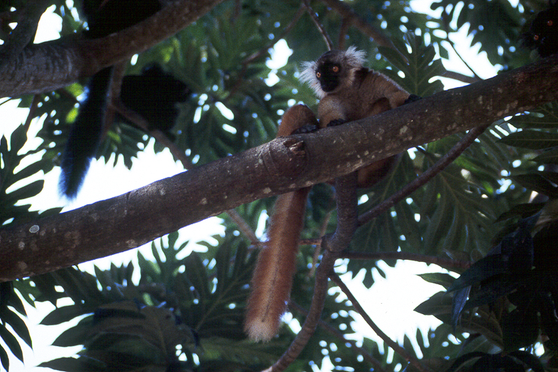 Nosy Komba