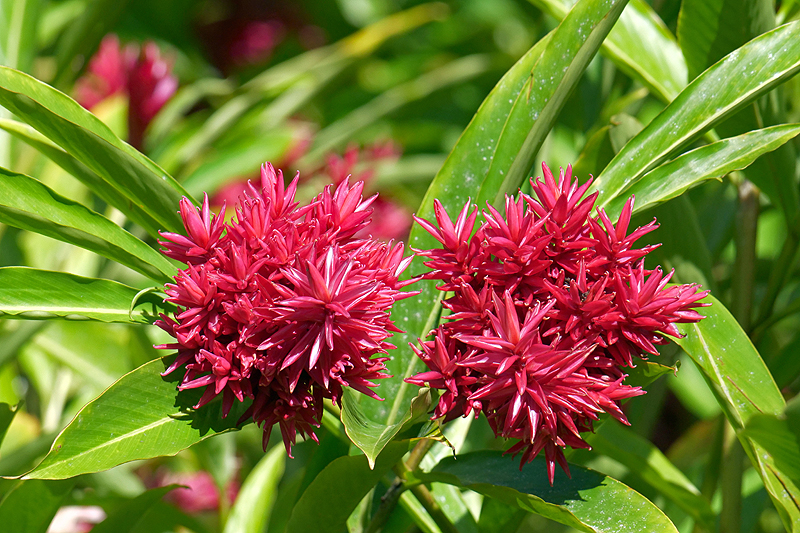 Le Jardin de Balata