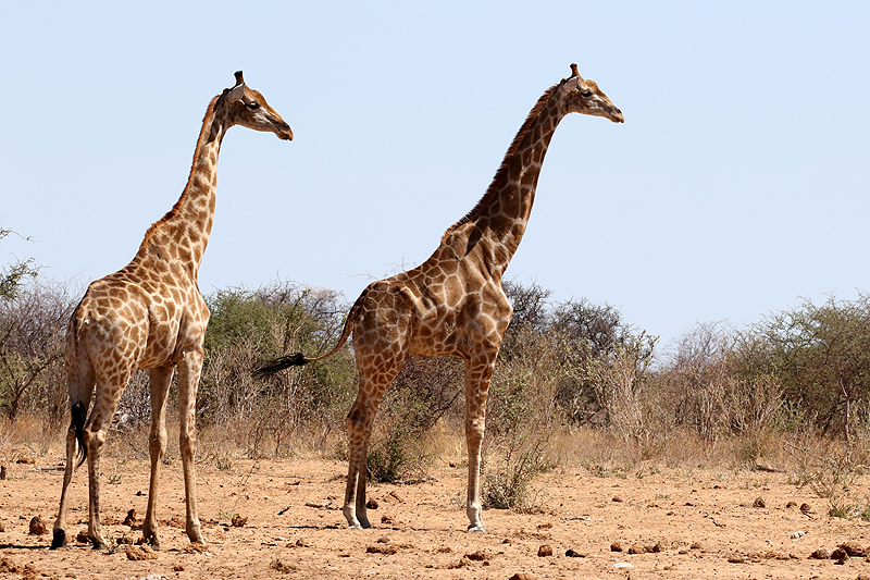 Environs de Namutoni