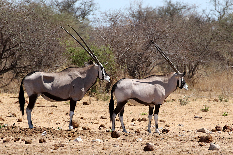 Environs de Namutoni