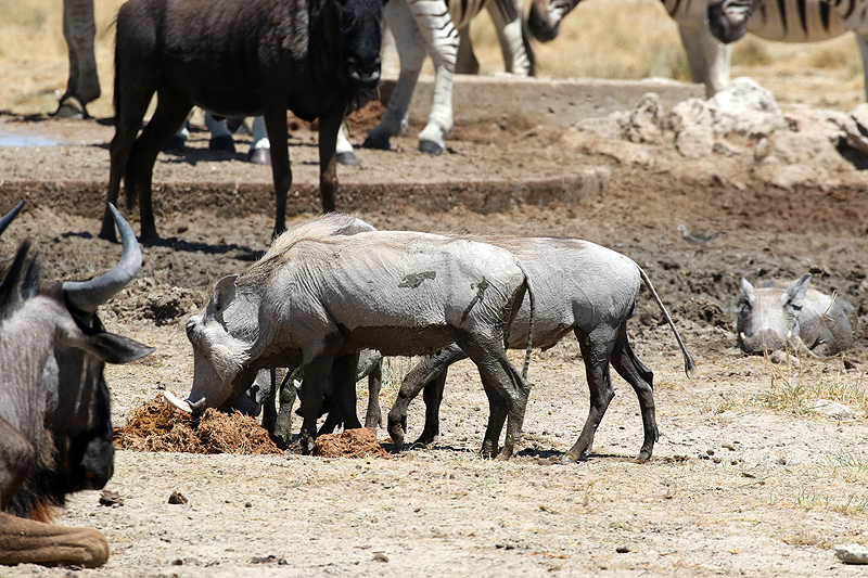 Environs de Namutoni