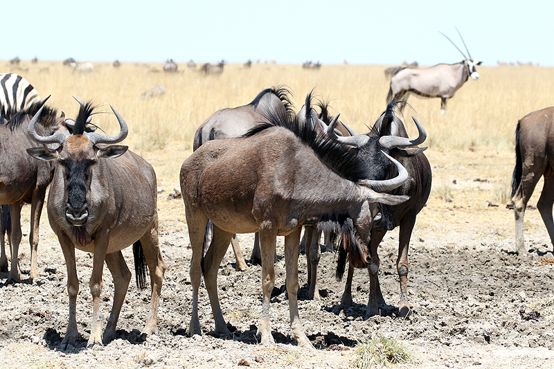 Environs de Namutoni