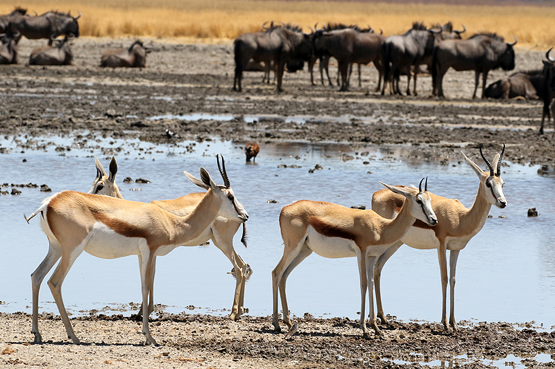 Environs de Namutoni