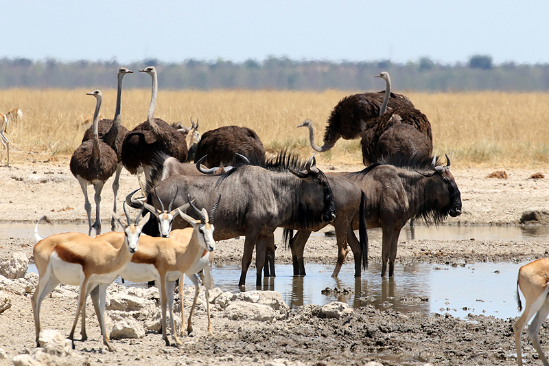 Environs de Namutoni