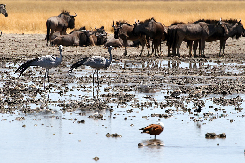 Environs de Namutoni