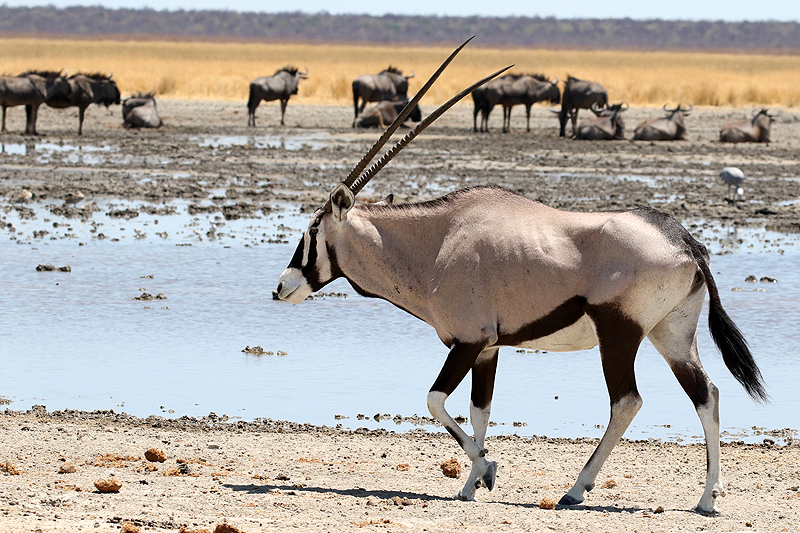 Environs de Namutoni