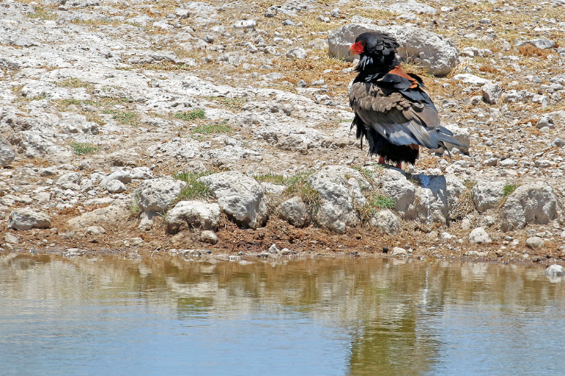 Environs de Namutoni