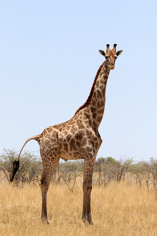 Environs de Namutoni